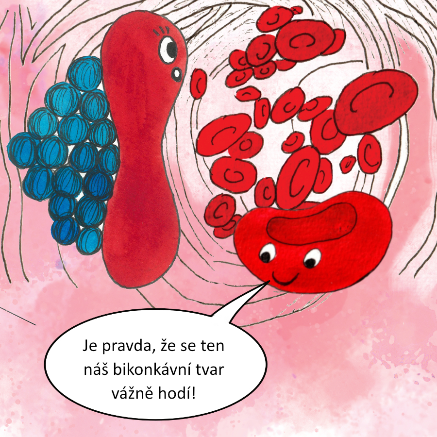 Krvinka a tajemství jejího piškotovitého tvaru